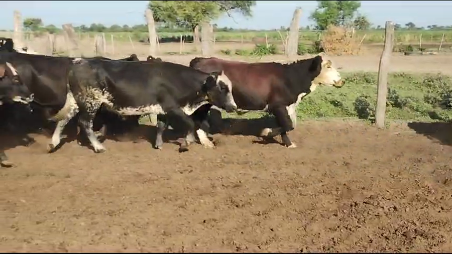 Lote 80 Novillos en Vilelas, Santiago del Estero