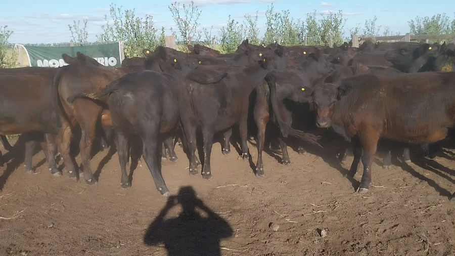 Lote 50 Novillitos y Vaquillonas EN ARBOLEDAS