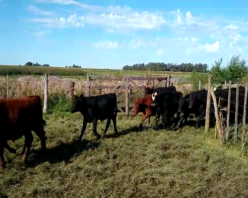 Lote 94 Terneros en Pehuajó, Buenos Aires
