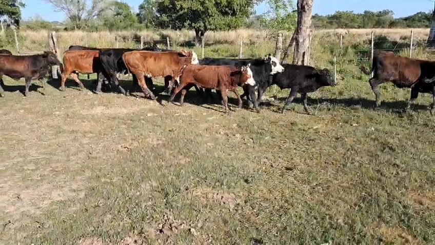 Lote 24 Terneros/as en Corrientes, Itatí