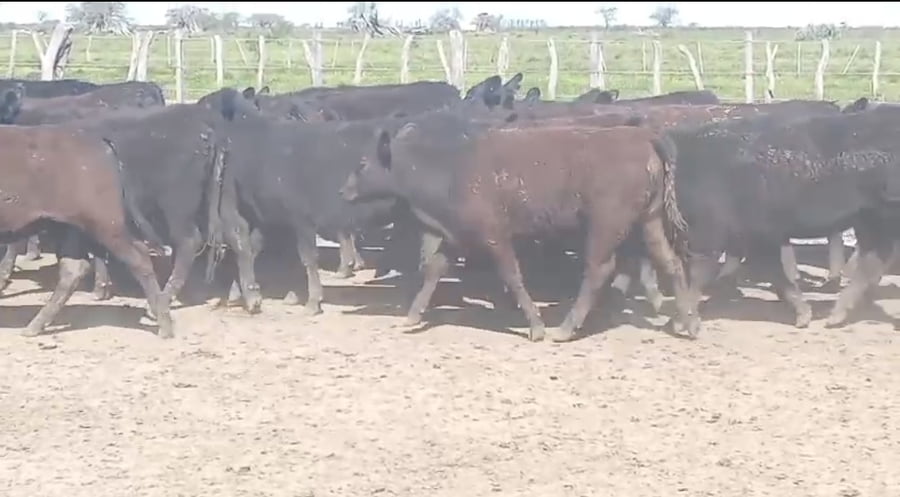 Lote 131 Terneras en Corrientes, Curuzú-Cuatiá