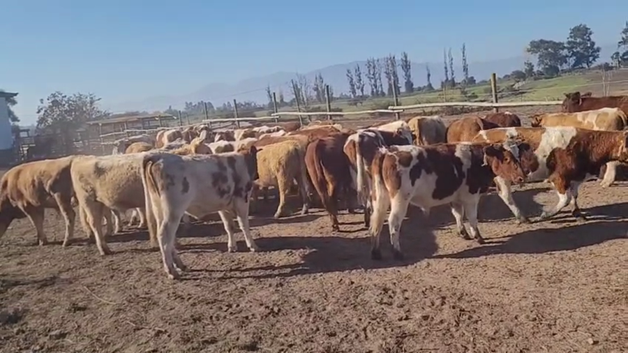 Lote 40 Novillo Engorda en Melipilla, Región Metropolitana