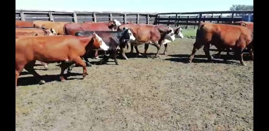 Lote 85 Novillitos y vaquillonas en Colón, Entre Ríos