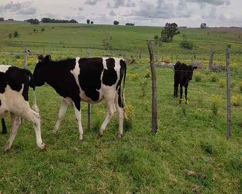 Lote (Vendido)6 Terneros 5 HO Y 1 KIWI a remate en #11 Remate de Pantalla 230kg - , Colonia