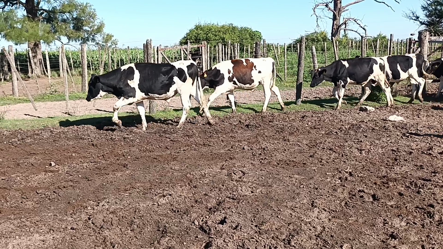 Lote 20 Novillitos Holando Argentino en Palacios, Santa Fe