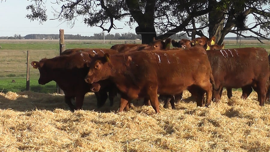 Lote VAQUILLONAS S/SERV COLORADAS