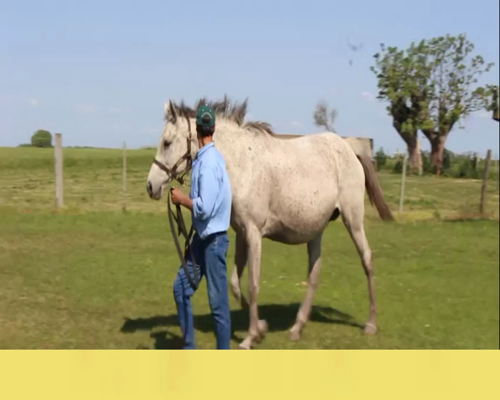 Lote NEVER SAY NEVER