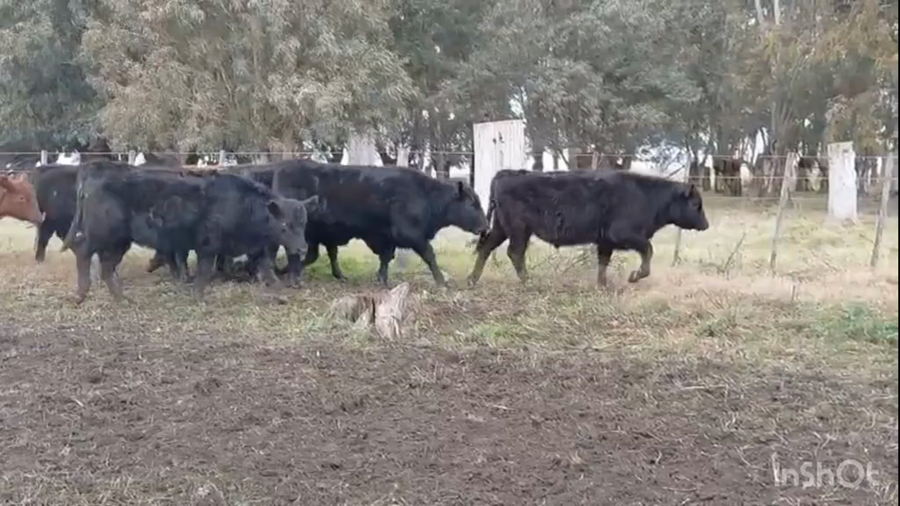 Lote 60 Terneros