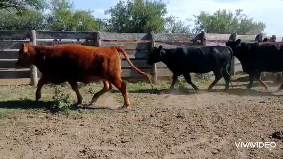 Lote 10 Vaquillonas C/ gtia de preñez en Brandsen, Buenos Aires