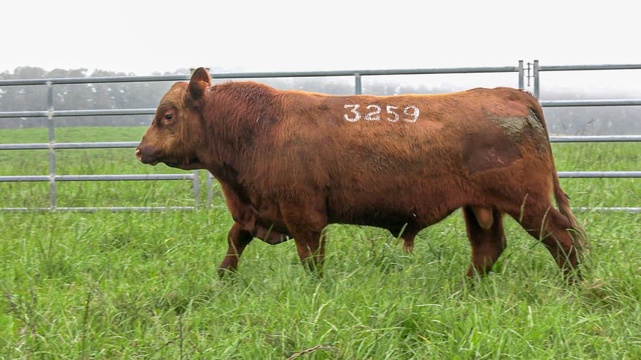 Lote ABERDEEN ANGUS SA -  Angus COLORADOS