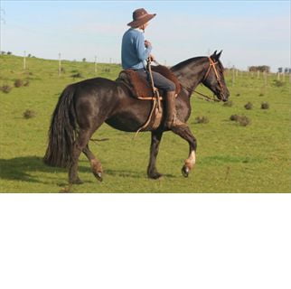 Lote DESTERRADA DEL CONVENTOS