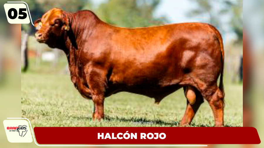 Lote LOTE 5