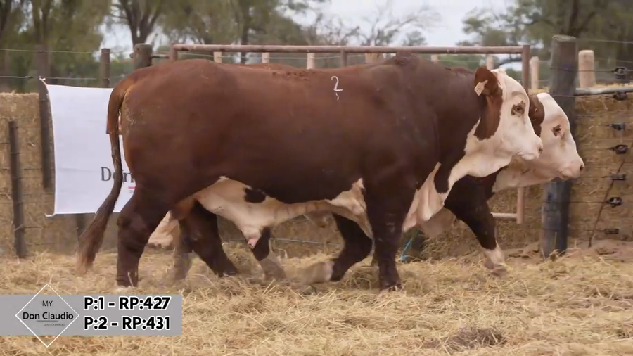 Lote Toros Braford