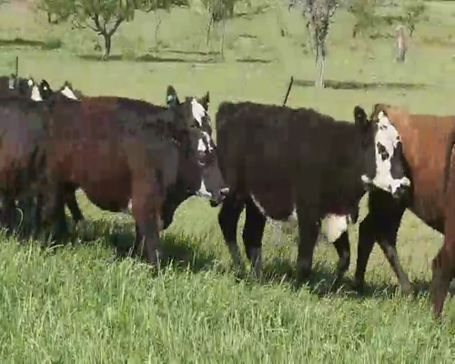 Lote 50 Terneras en Villaguay, Entre Ríos