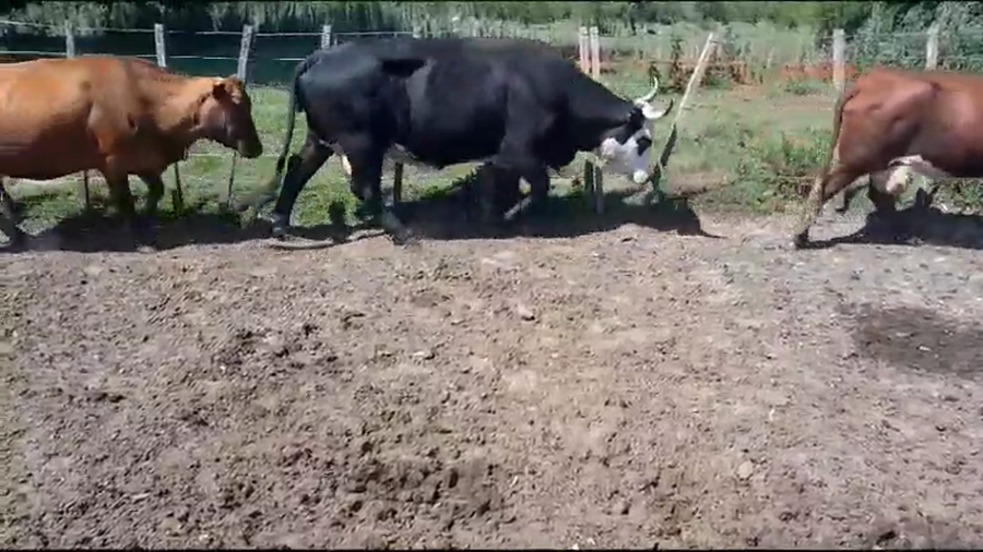 Lote 36 Vacas de invernar en Entre Ríos, Villaguay