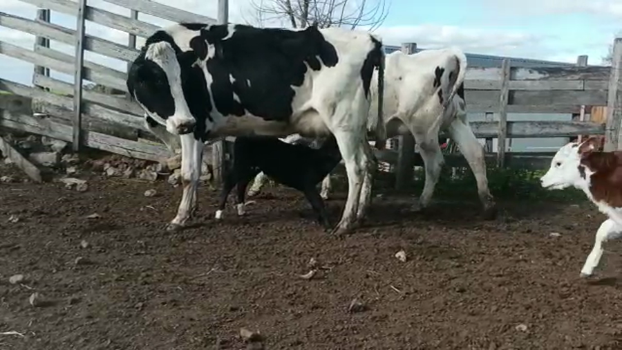 Lote (Vendido)4 Piezas de cría HOLANDO a remate en 5to remate por pantalla ENTRE MARTILLOS, San José