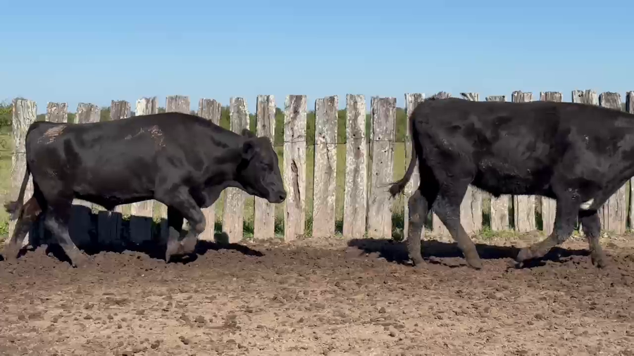 Lote 126 Novillos en Corrientes, Curuzú-Cuatiá