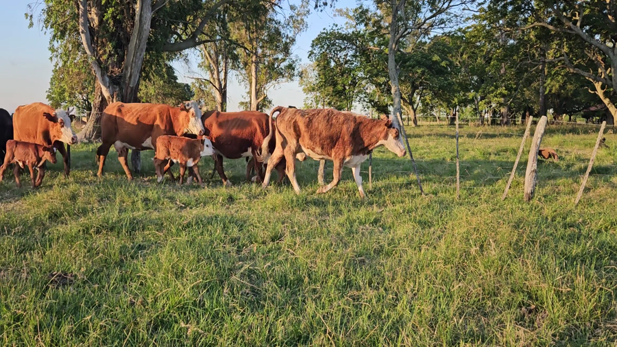Lote 54 Vacas CUT con cría