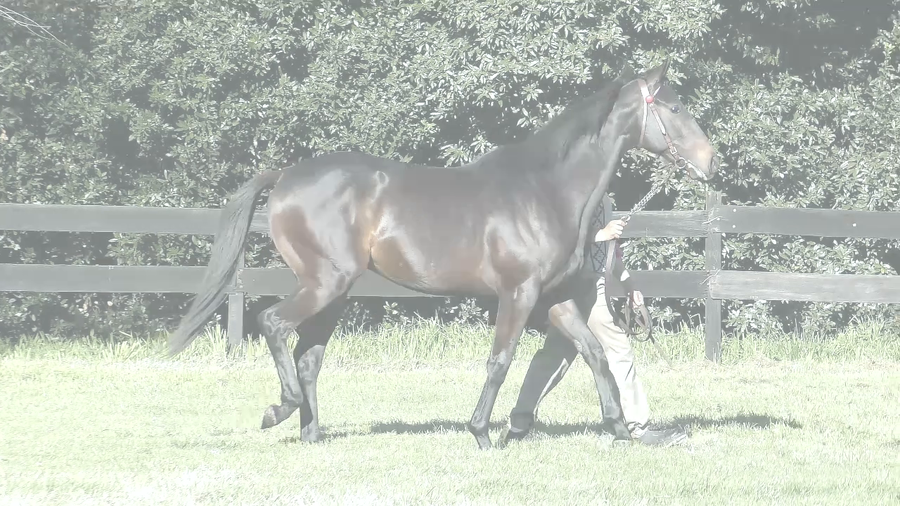 Lote TITAN TIME (ANNALS OF TIME -  LA COLOSA)