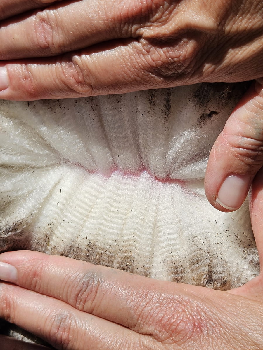 Lote (Vendido)Carneros a remate en Subasta Online - Nambi Guasu, Lavalleja