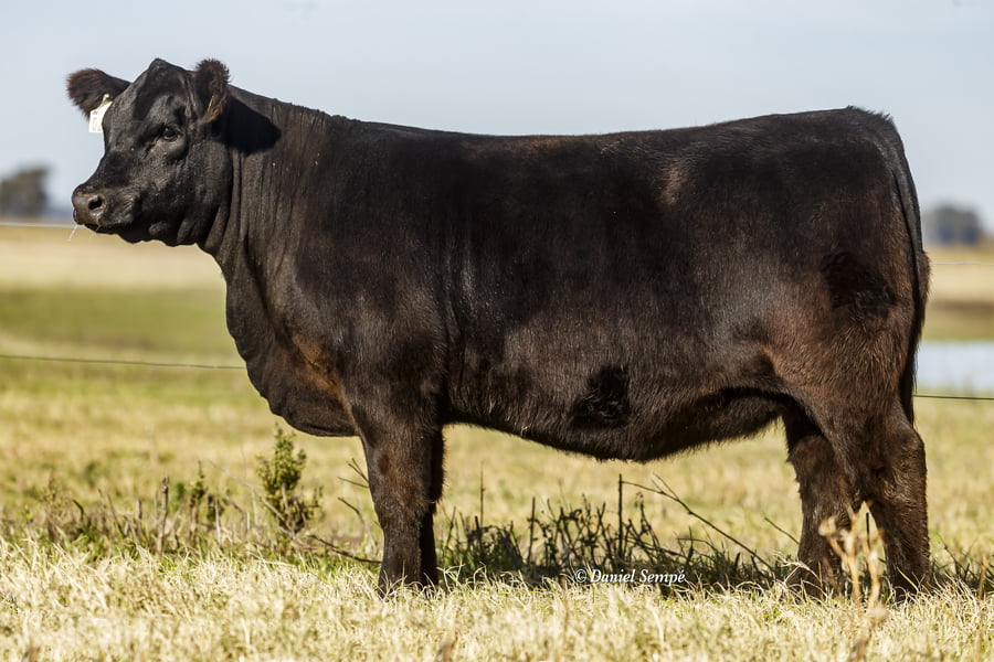 Lote Vaquillonas y Terneras - Surangus