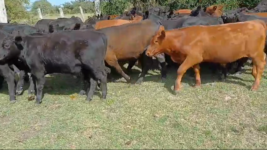 Lote 64 Terneros/as en Villaguay, Entre Ríos