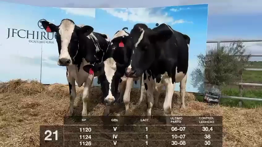 Lote VACAS EN PRODUCCIÓN
