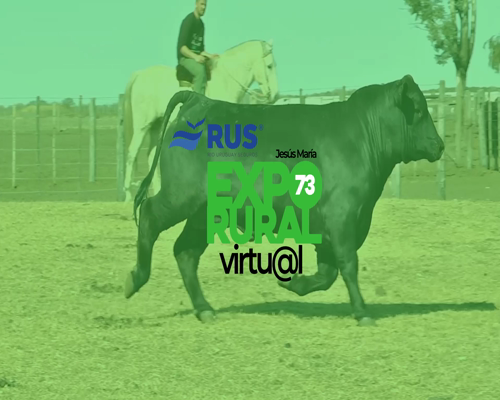 Lote TORO BRANGUS A (1C)