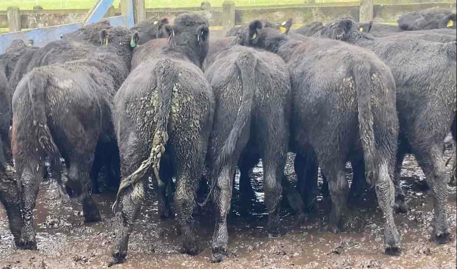 Lote 20 Novillo Engorda en Río Bueno, XIV Región Los Ríos