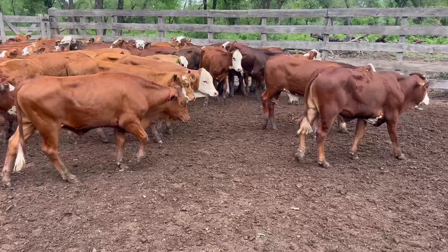 Lote 200 Terneros en Juan José Castelli, Chaco