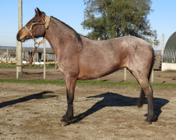 Lote CRUCERA LA FLECHILLA