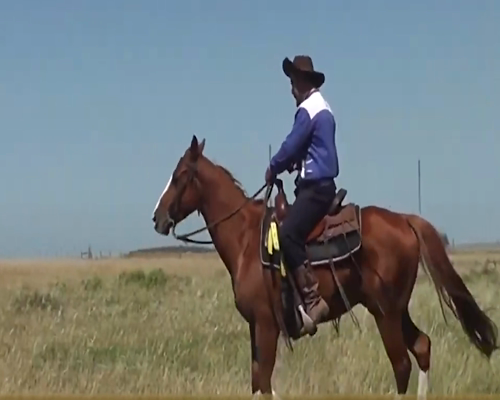 Lote MAITA TERMINATOR DEL ROOSTER