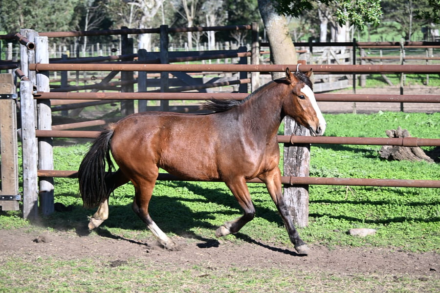Lote RAIGUELEN GARZA