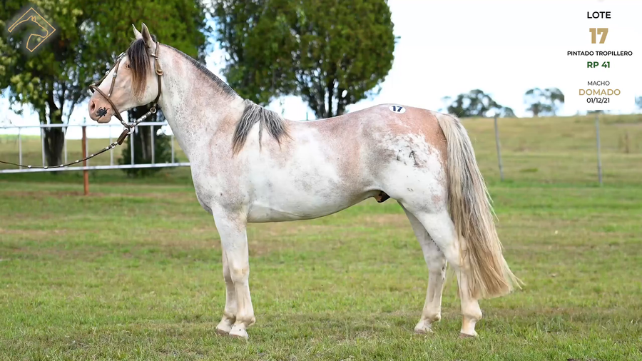 Lote PINTADO TROPILLERO