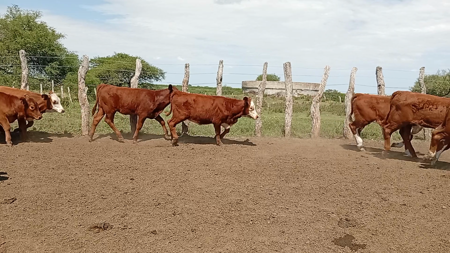 Lote 100 Terneras