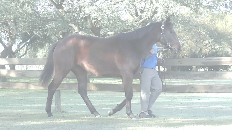Lote BALADA DE MARZO (BACKYARD HEAVEN - AKAISHA)