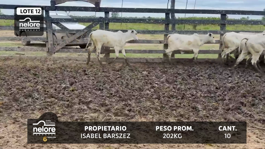 Lote LOTE 12