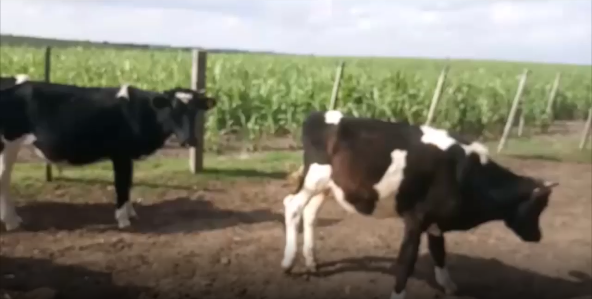 Lote 5 Novillos en San José