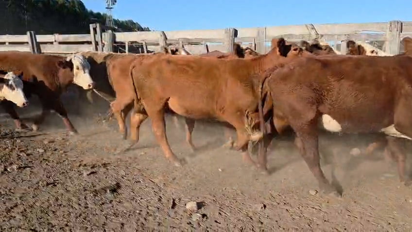 Lote 32 Vacas de invernar