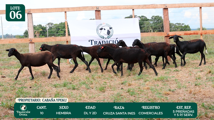 Lote LOTE 6 - POR PANTALLA