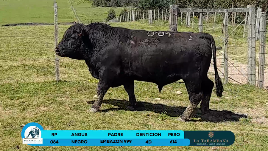 Lote Toros Angus a remate en Los Clase A 614kg - , Rocha
