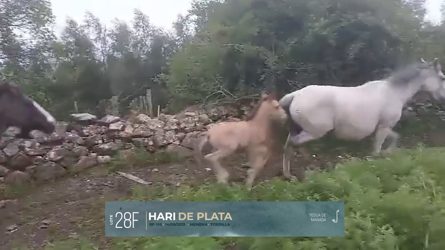 Lote Yeguarizos a remate en Criollos, Montevideo