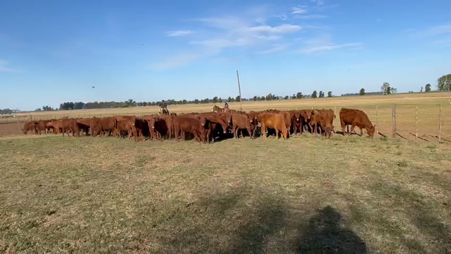 Lote 85 Vaquillonas P/ entorar en Carmen de Areco, Buenos Aires