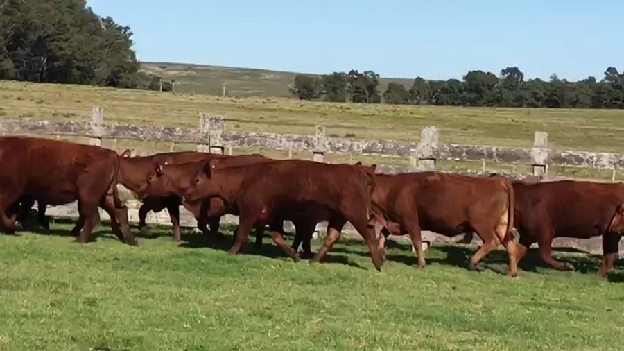 Lote 11 VACAS PREÑADAS a parir en Marzo y Abril