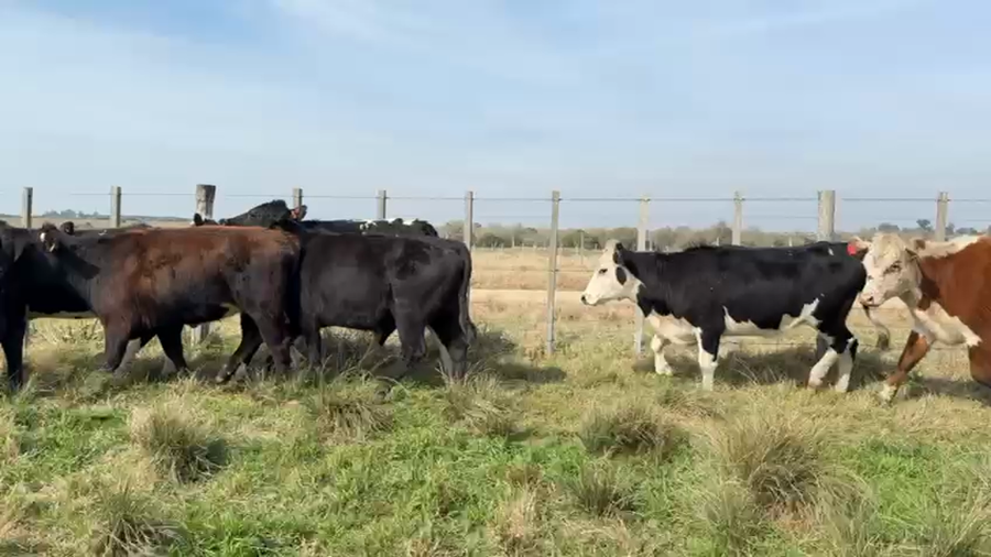 Lote VAQUILLONAS 1 a 2 AÑOS