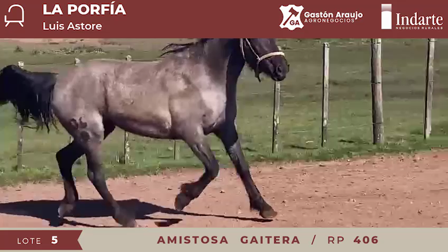 Lote AMISTOSA GAITERA