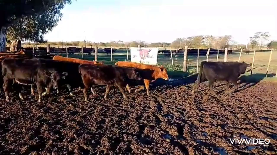 Lote 46 Terneras