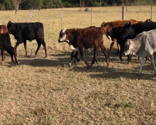 Lote 80 Terneros/as en Gran Guardia, Formosa