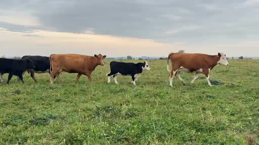 Lote PIEZA DE CRIA