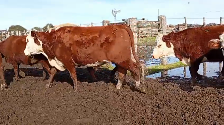 Lote 35 Novillos